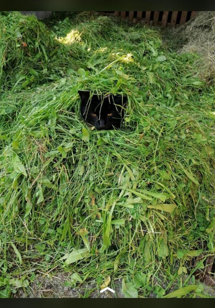 Nussbaumer Am Irrsee Тифграбен Экстерьер фото